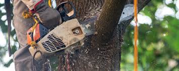 How Our Tree Care Process Works  in  Garnet, CA