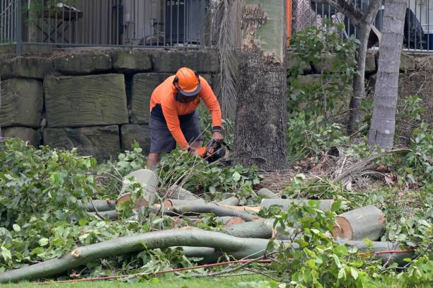 Best Root Management and Removal  in Garnet, CA